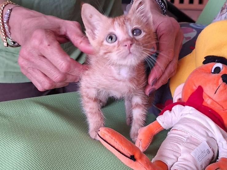 Vuoi adottare un gatto a Genova?