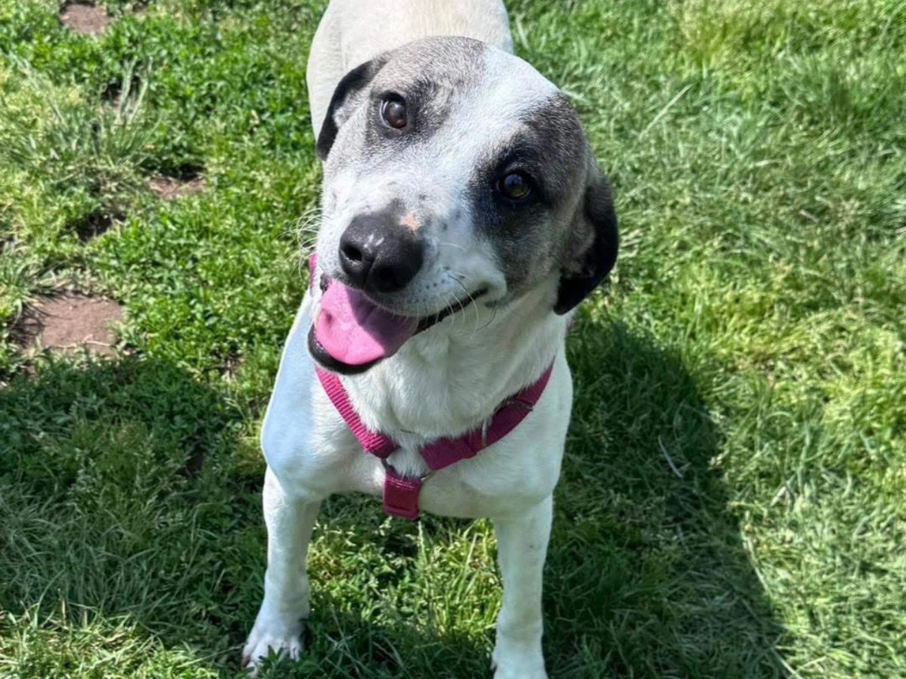 Adozione cane, femmina, Razza sconosciuta Razza sconosciuta, 2 anni e 8 mesi, taglia media, Monza