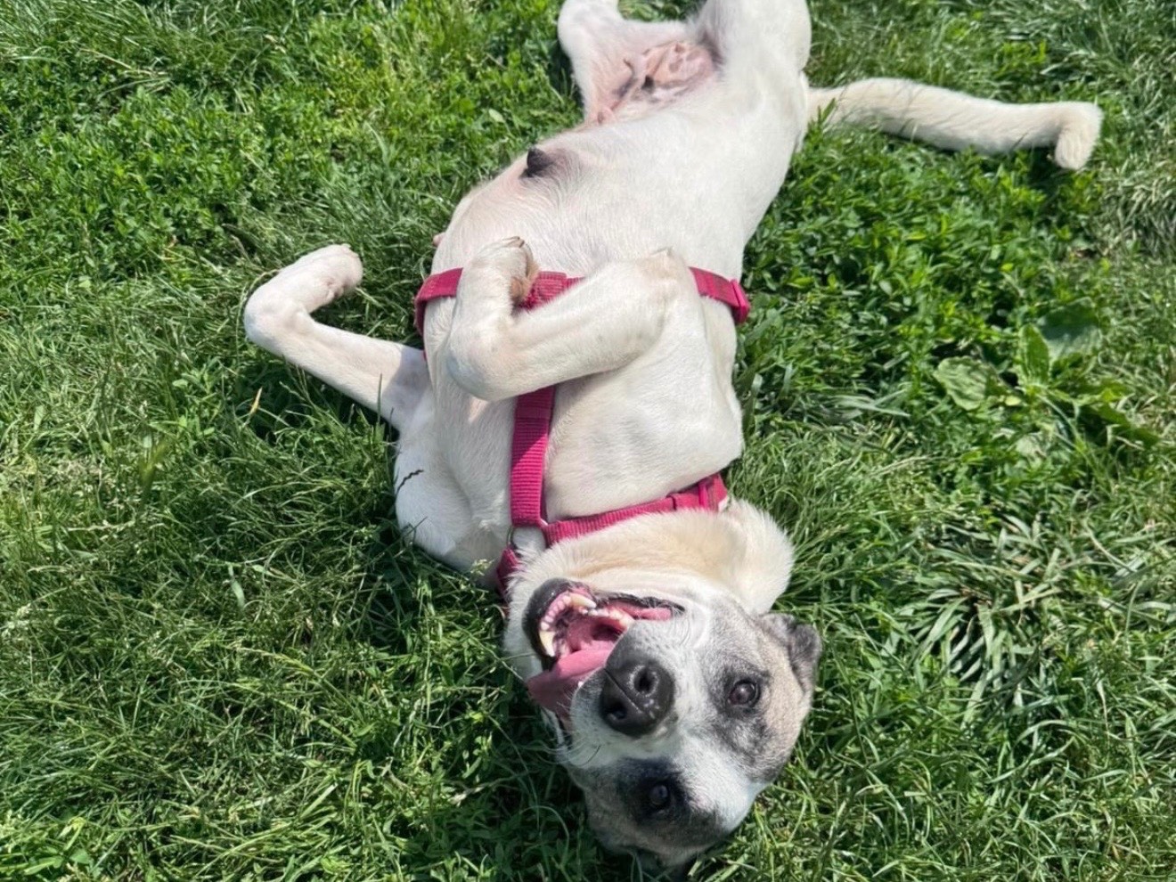 Adotta un cane, femmina, 2 anni e 8 mesi, Monza