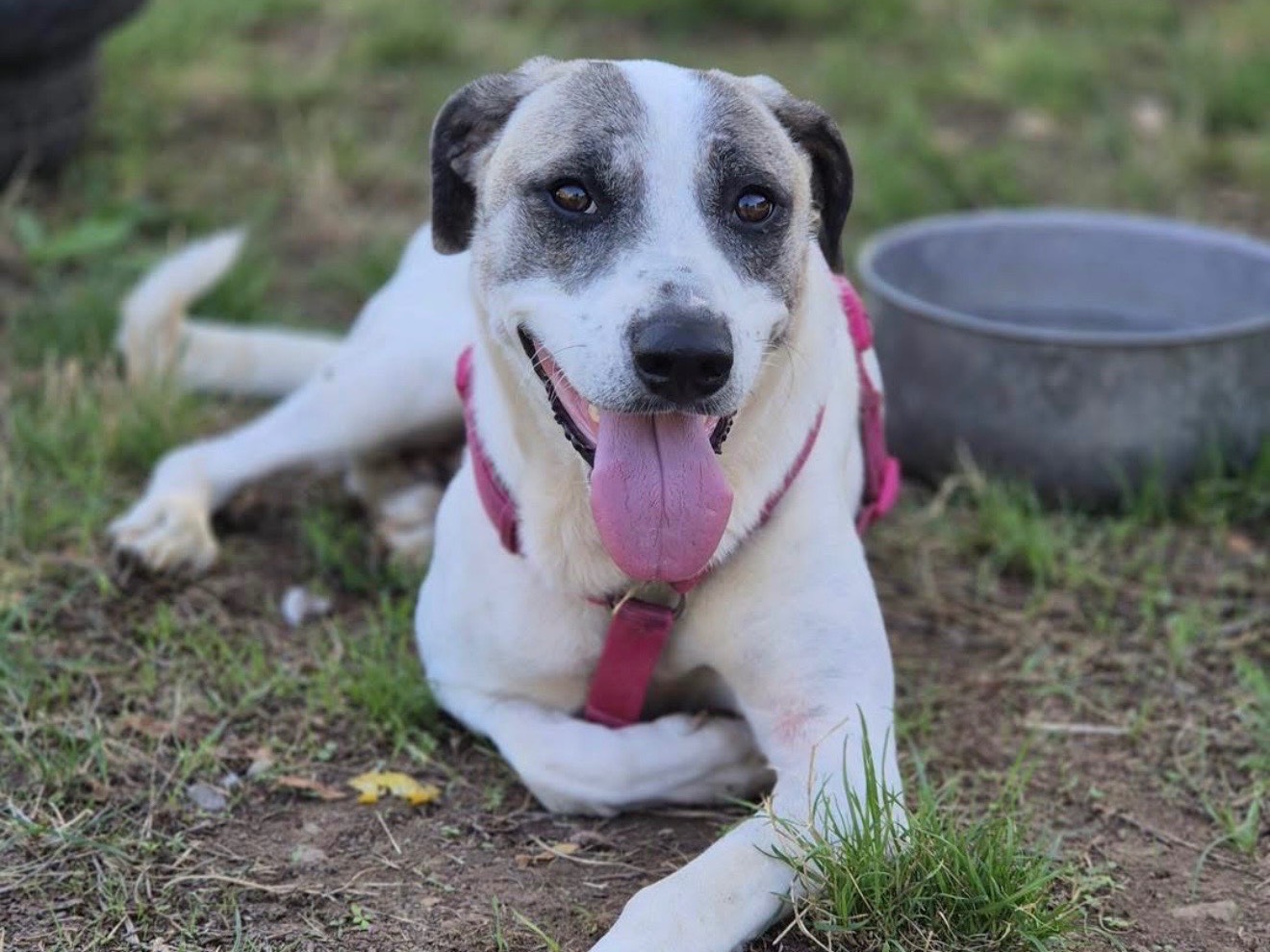 Adotta un cane, taglia media, femmina, Monza