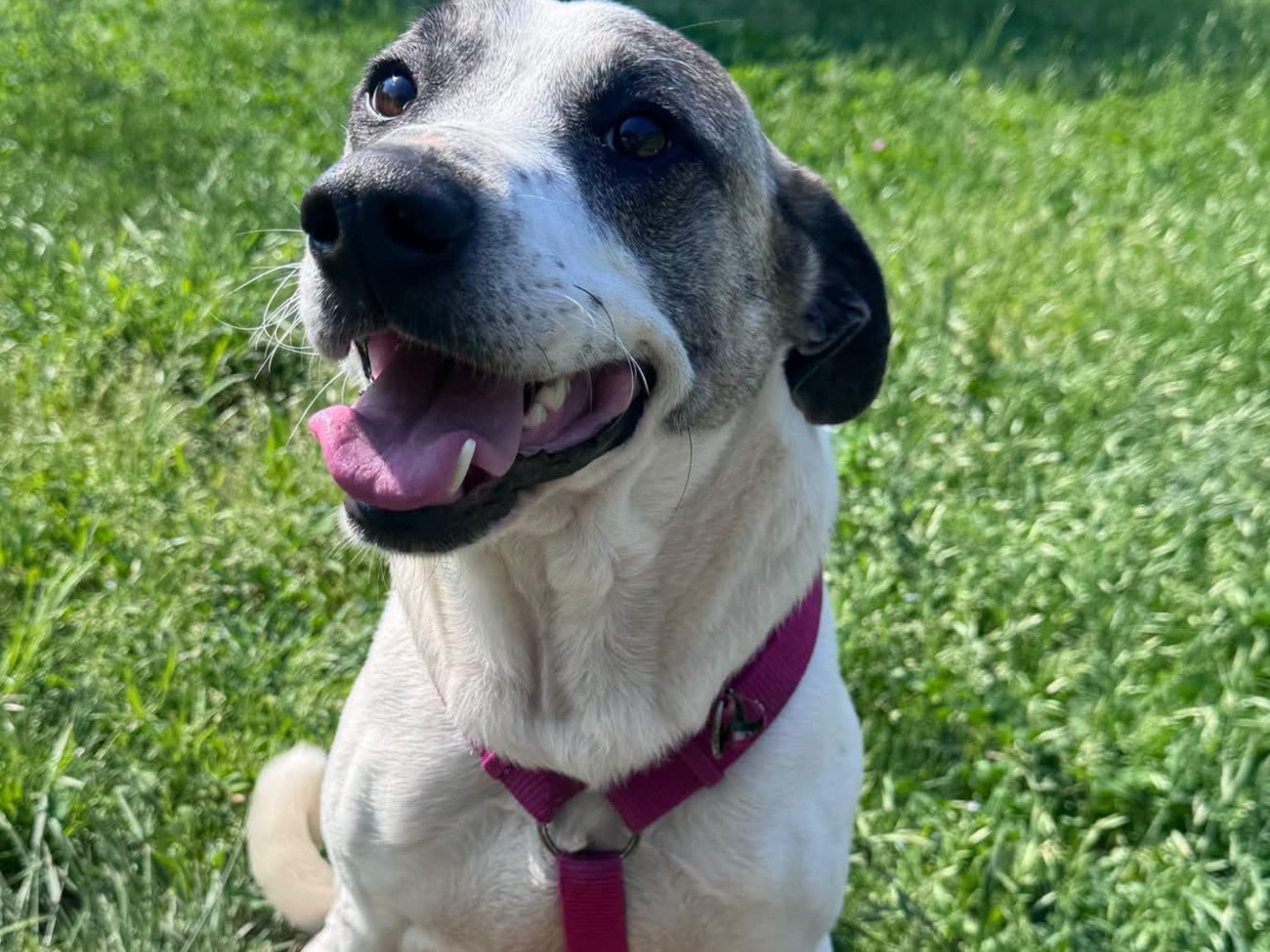 Adotta il cane Pam a Monza