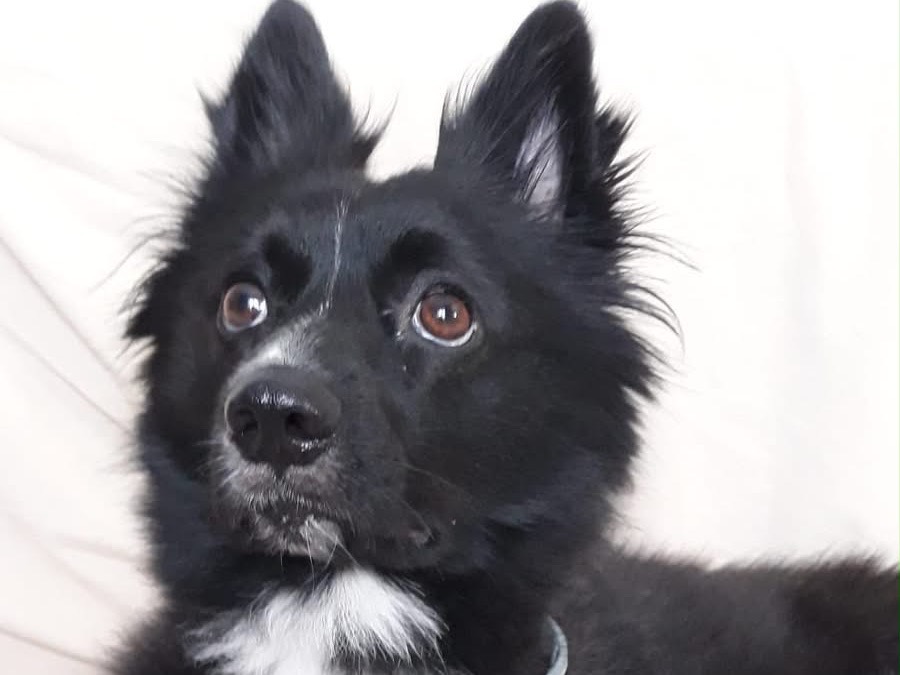 Adozione cane, maschio, Razza sconosciuta Razza sconosciuta, 4 anni e 8 mesi, taglia piccola, Siracusa