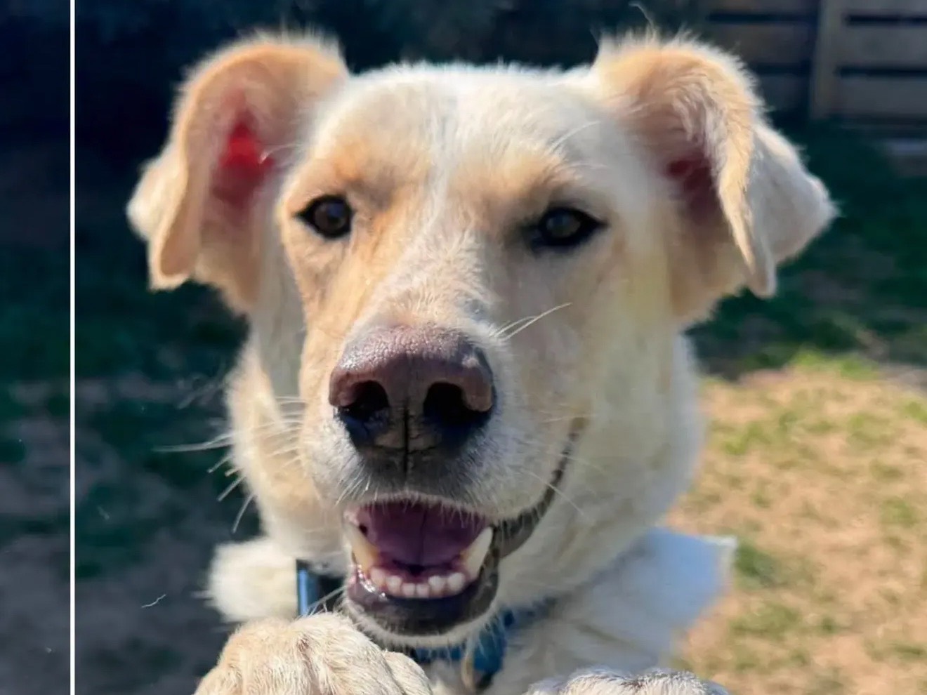 Adozione cane, maschio, Razza sconosciuta Razza sconosciuta, 6 anni e 4 mesi, taglia grande, Monza