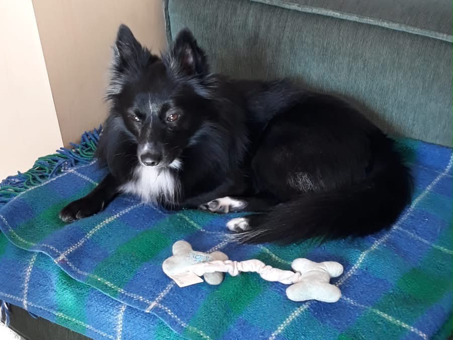 Adotta un cane, maschio, 4 anni e 8 mesi, Siracusa