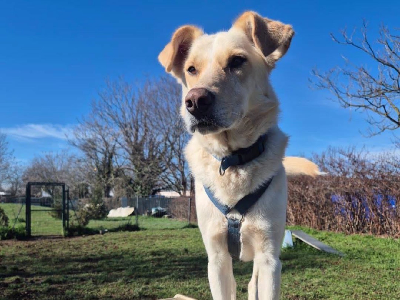 Adotta un cane, maschio, 6 anni e 4 mesi, Monza