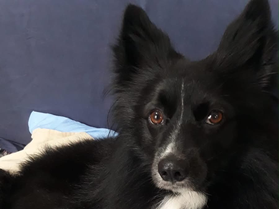 Adotta un cane, taglia piccola, maschio, Siracusa