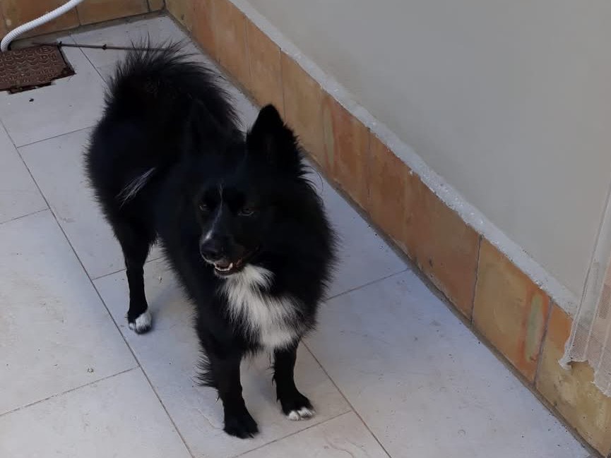 Vuoi adottare un cane a Siracusa?