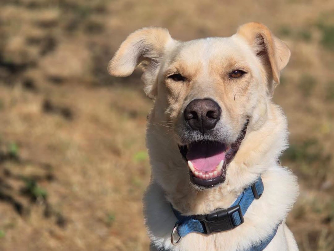 Adotta un cane, taglia grande, maschio, Monza