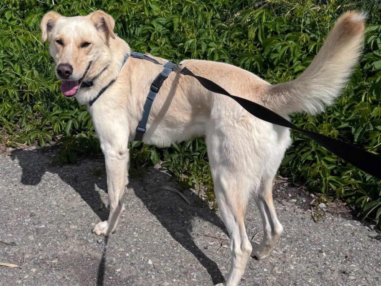 Vuoi adottare un cane a Monza?