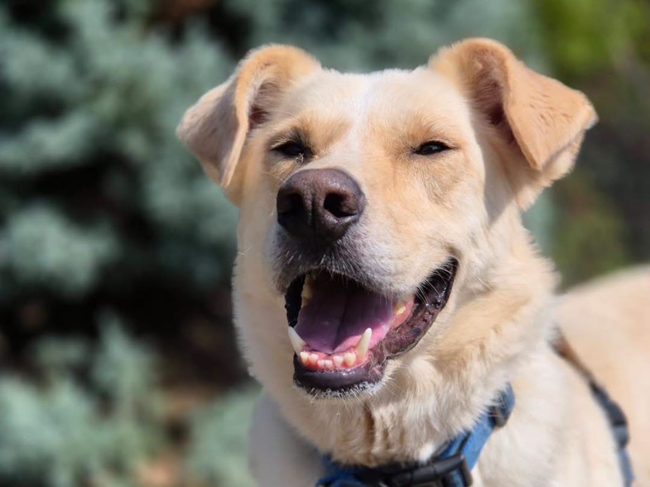Adotta il cane Bisbino  a Monza