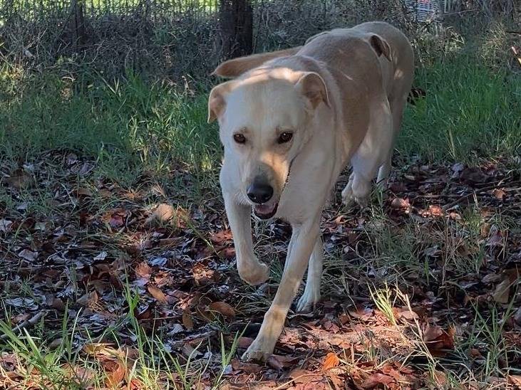 Adozione cane, maschio, Razza sconosciuta Razza sconosciuta, 4 anni e 9 mesi, taglia media, Latina