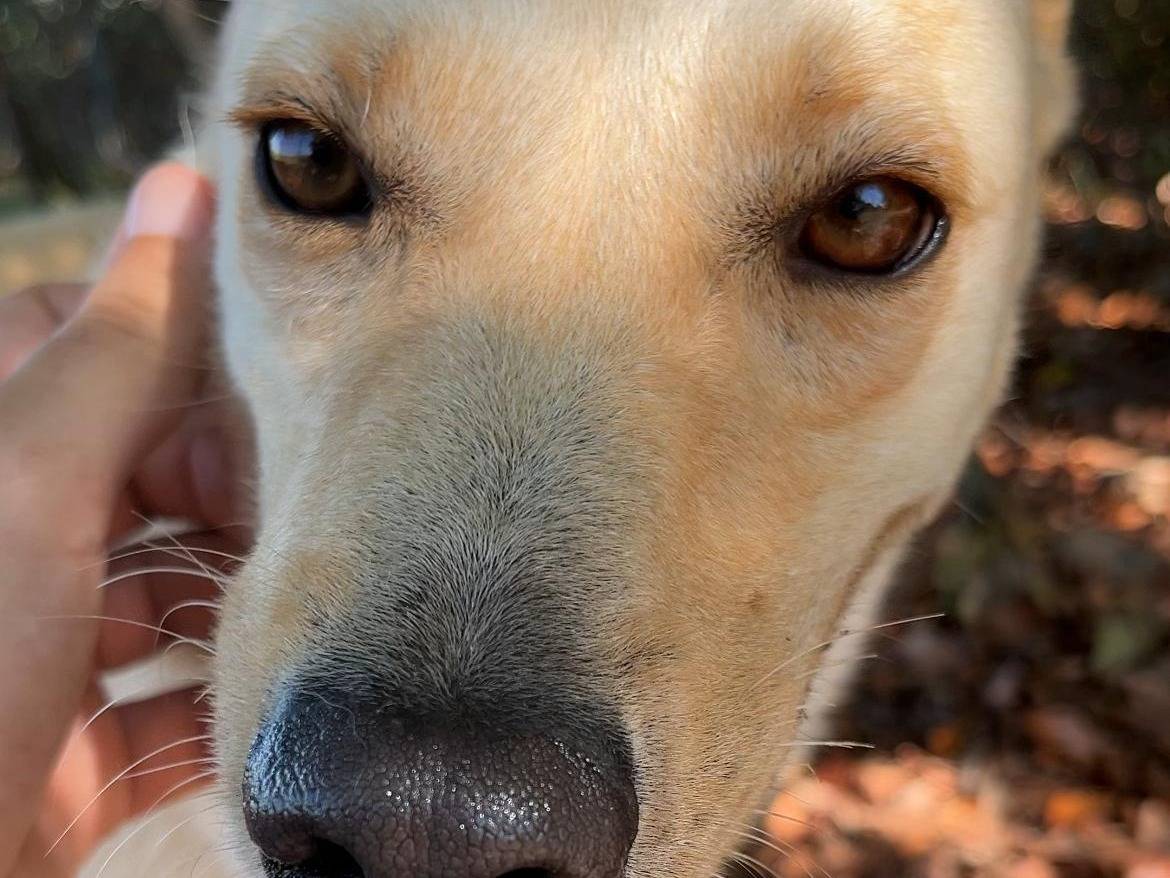 Adotta un cane, maschio, 4 anni e 9 mesi, Latina
