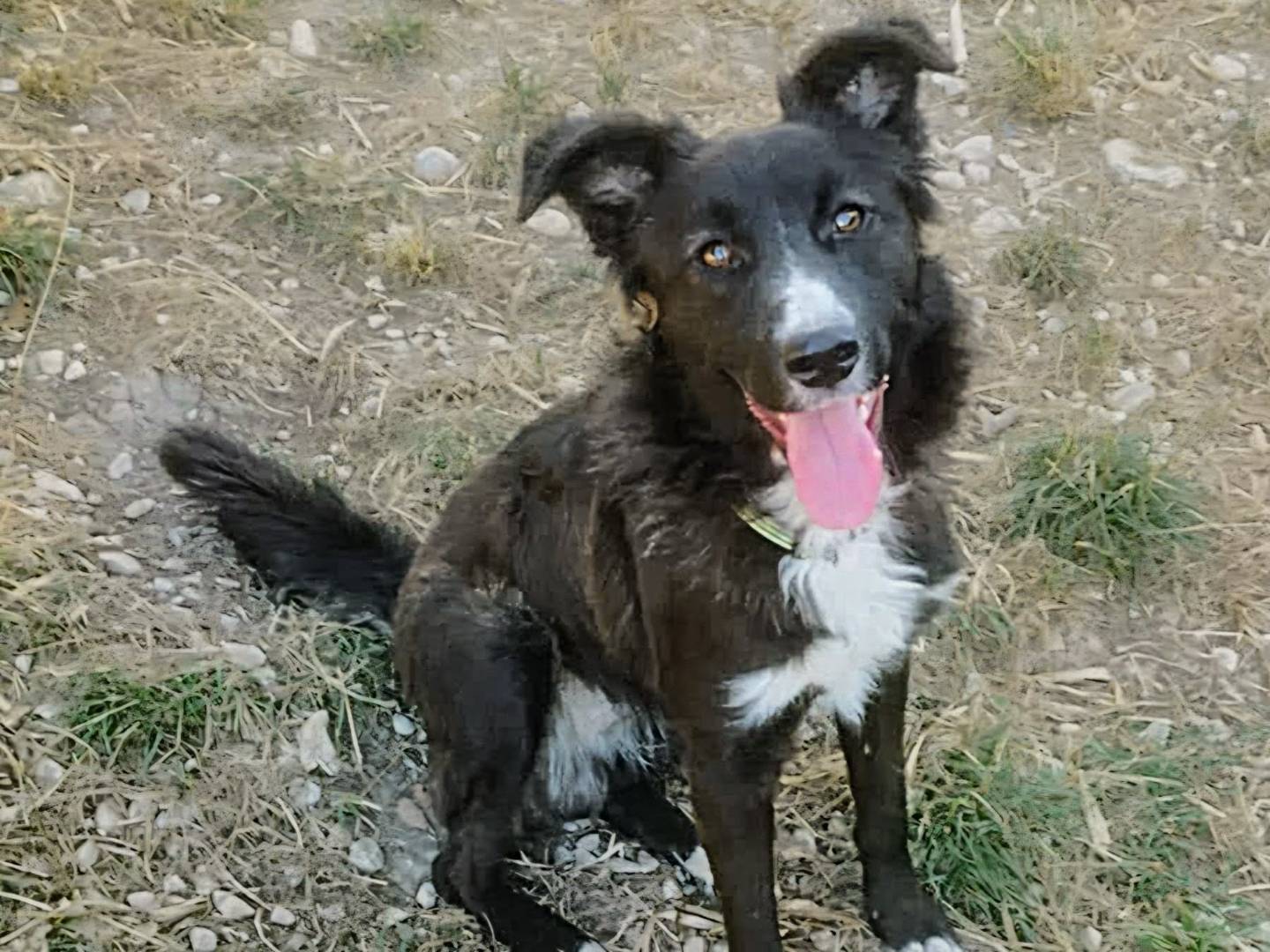Adotta un cane, maschio, 8 mesi, Teramo