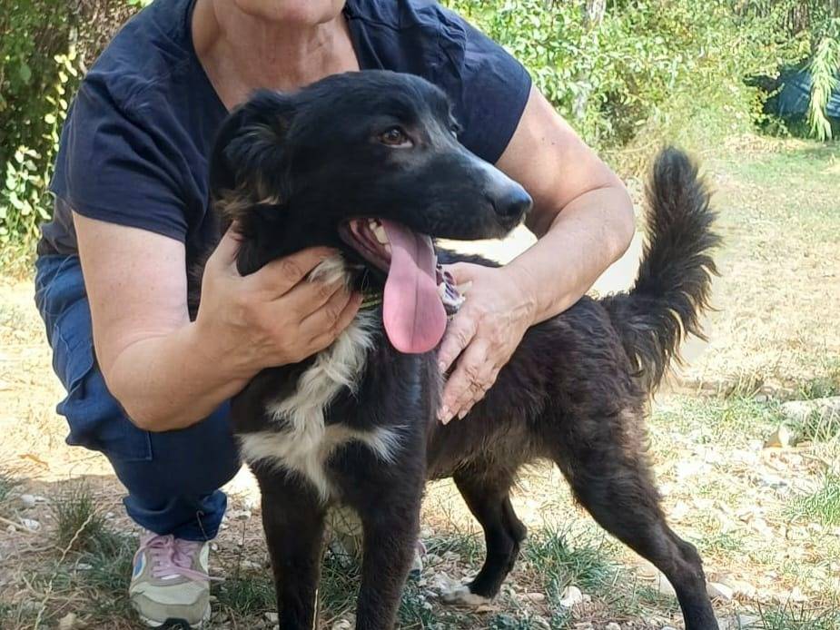 Adotta un cane, taglia media contenuta, maschio, Teramo