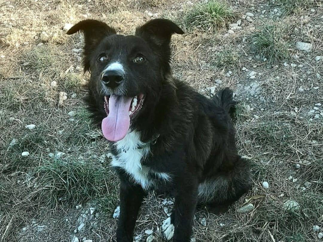 Vuoi adottare un cane a Teramo?