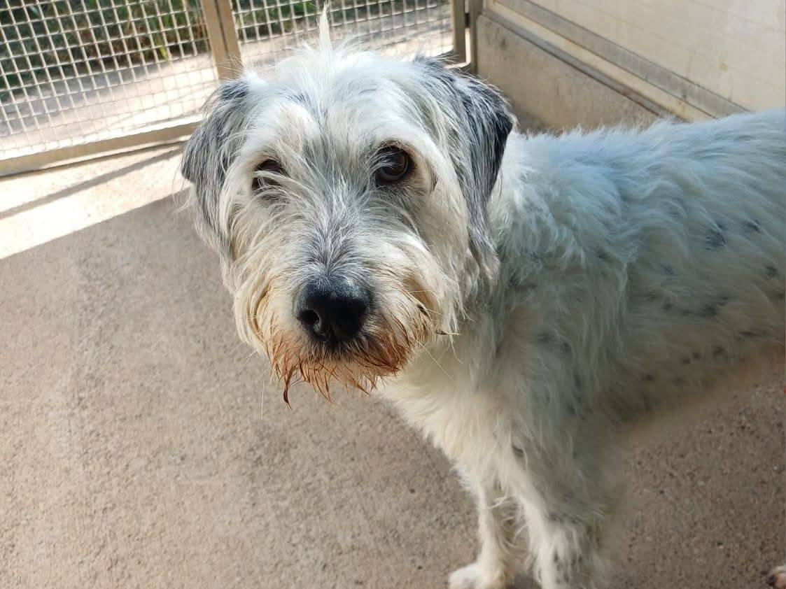 Adozione cane, maschio, Razza sconosciuta Razza sconosciuta, 13 anni e 8 mesi, taglia media, Milano