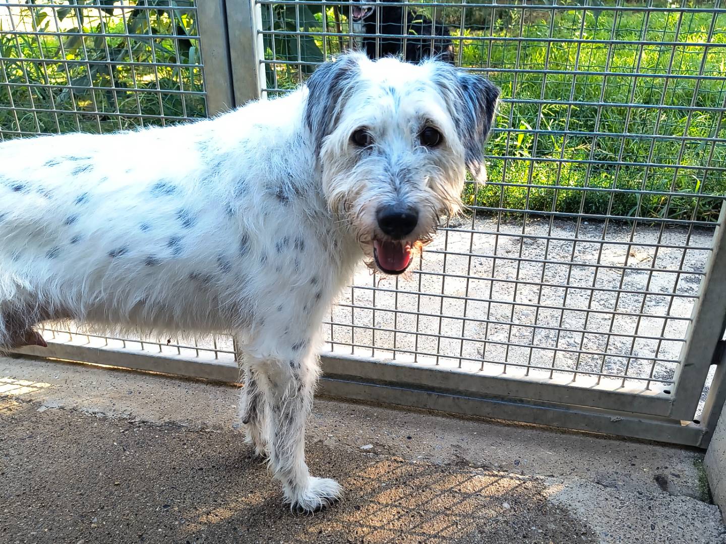 Adotta un cane, maschio, 13 anni e 8 mesi, Milano