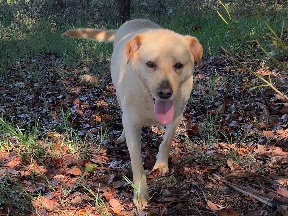 Adozione cane, femmina, Razza sconosciuta Razza sconosciuta, 4 anni e 9 mesi, taglia media, Latina