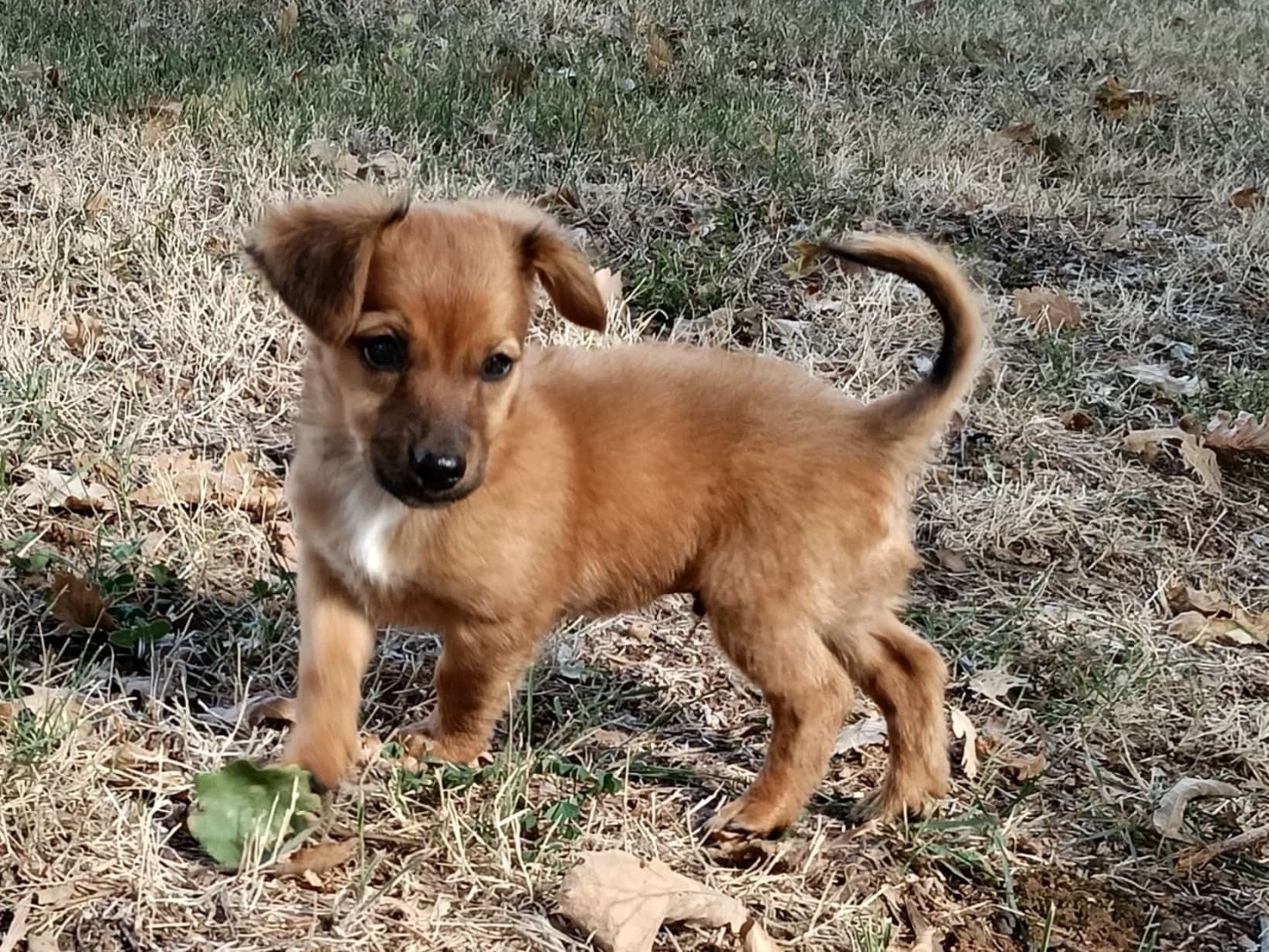 Adozione cane, maschio, Razza sconosciuta Razza sconosciuta, 2 mesi, taglia media contenuta, Frosinone