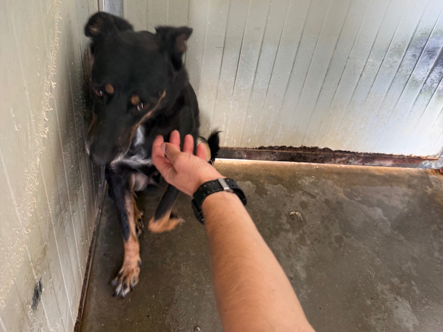 Adotta un cane, maschio, 4 anni e 7 mesi, Latina