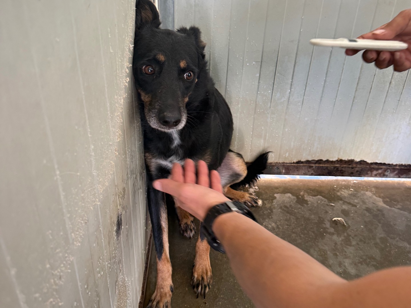 Adotta un cane, taglia media contenuta, maschio, Latina