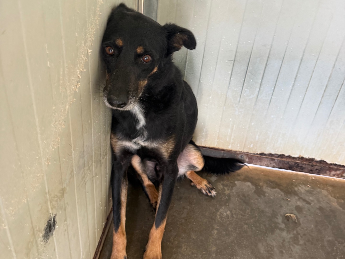 Adozione cane, maschio, Razza sconosciuta Razza sconosciuta, 4 anni e 7 mesi, taglia media contenuta, Latina