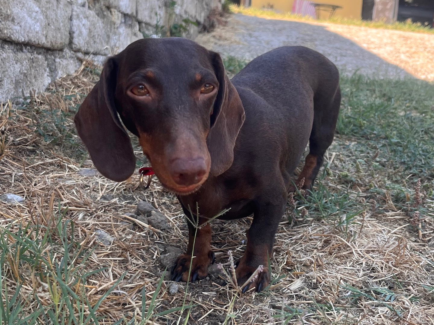 Adozione cane, femmina, Bassotto Razza sconosciuta, 3 anni e 5 mesi, taglia piccola, Roma