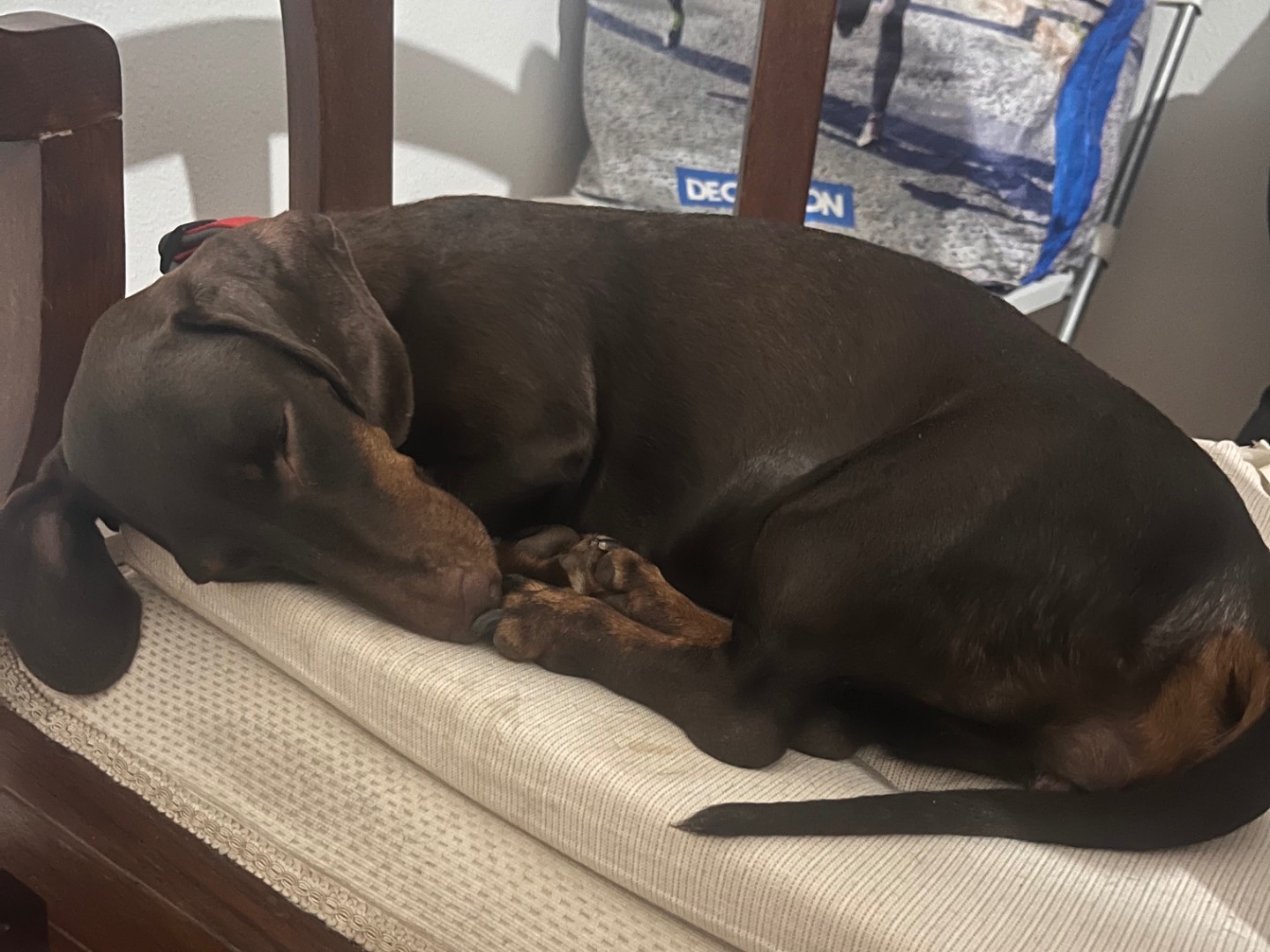 Adotta un cane, femmina, 3 anni e 5 mesi, Roma