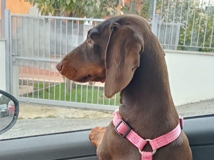 Adotta un cane, taglia piccola, femmina, Roma