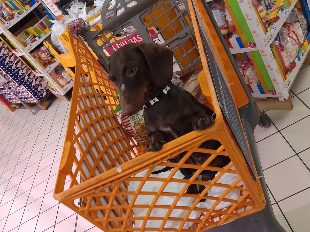 Vuoi adottare un cane a Roma?