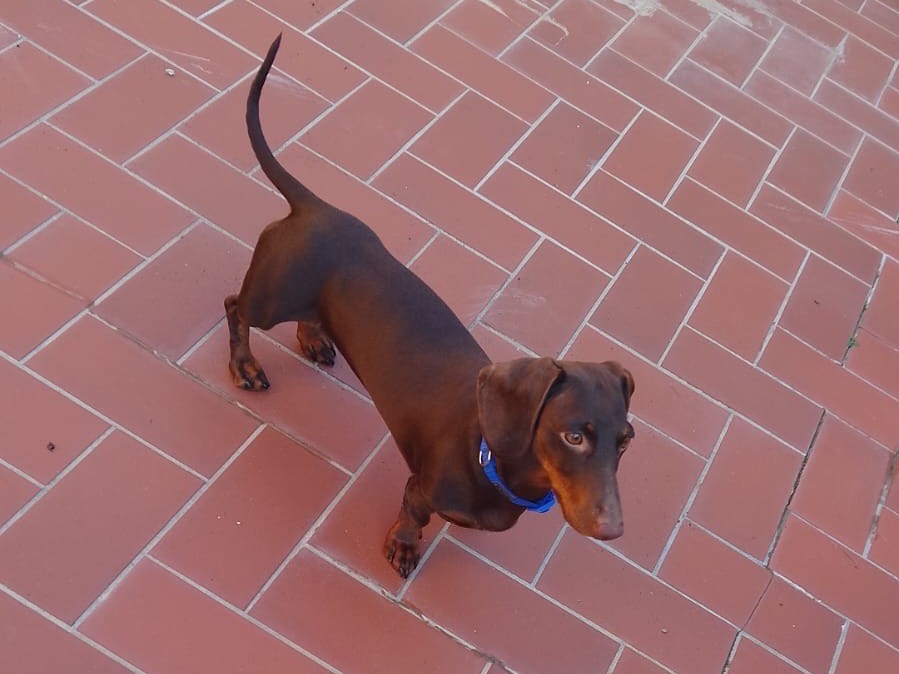 Adotta il cane Ninni a Roma