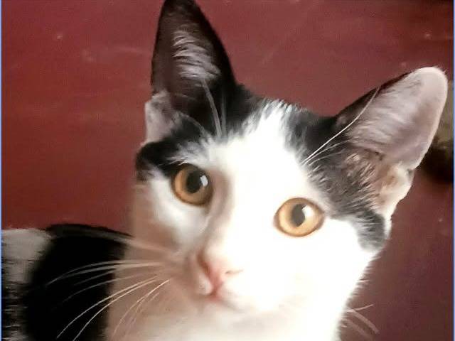 Foto 1 dell'animale