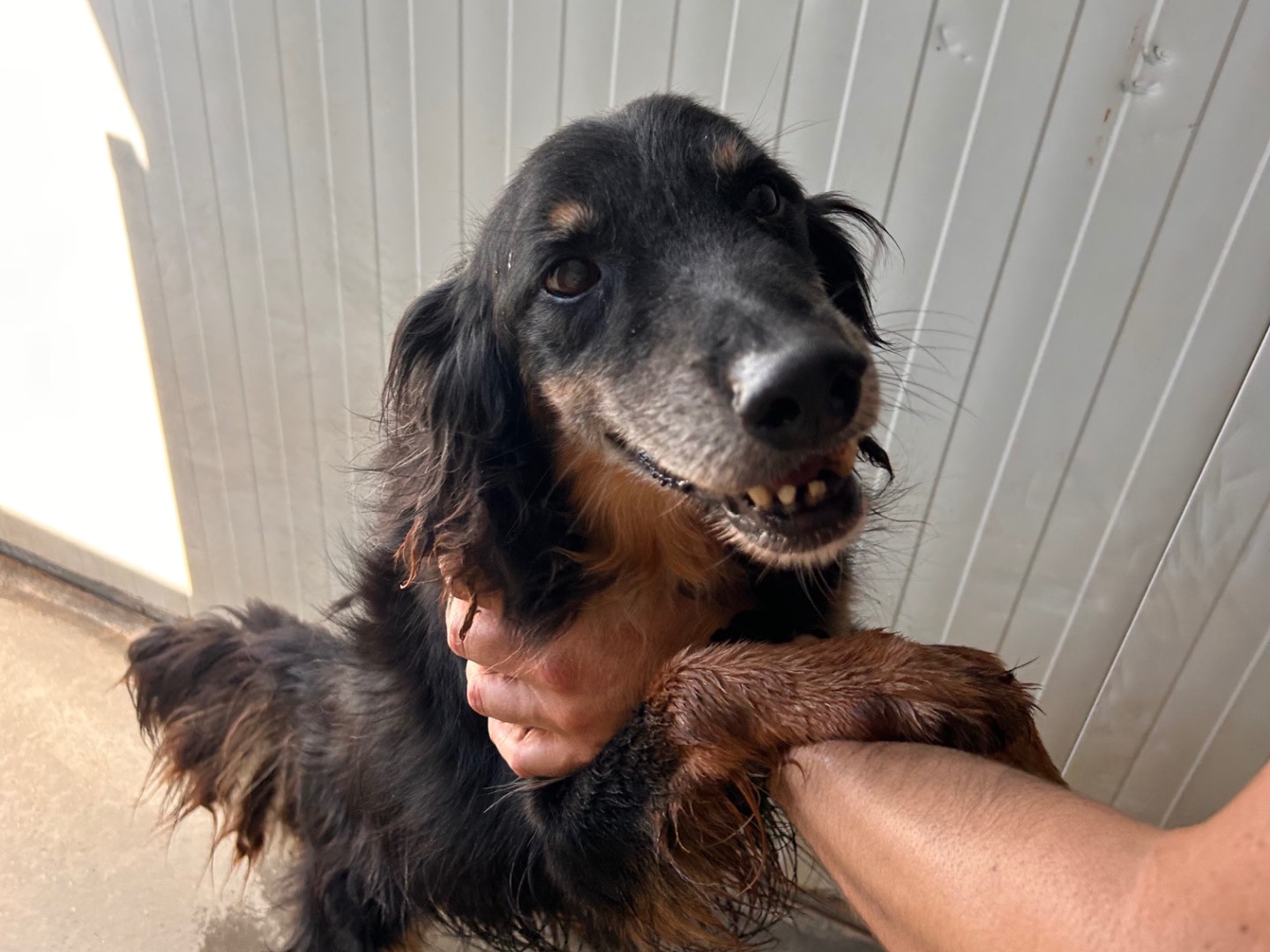 Adozione cane, maschio, Razza sconosciuta Razza sconosciuta, 6 anni e 5 mesi, taglia media contenuta, Latina