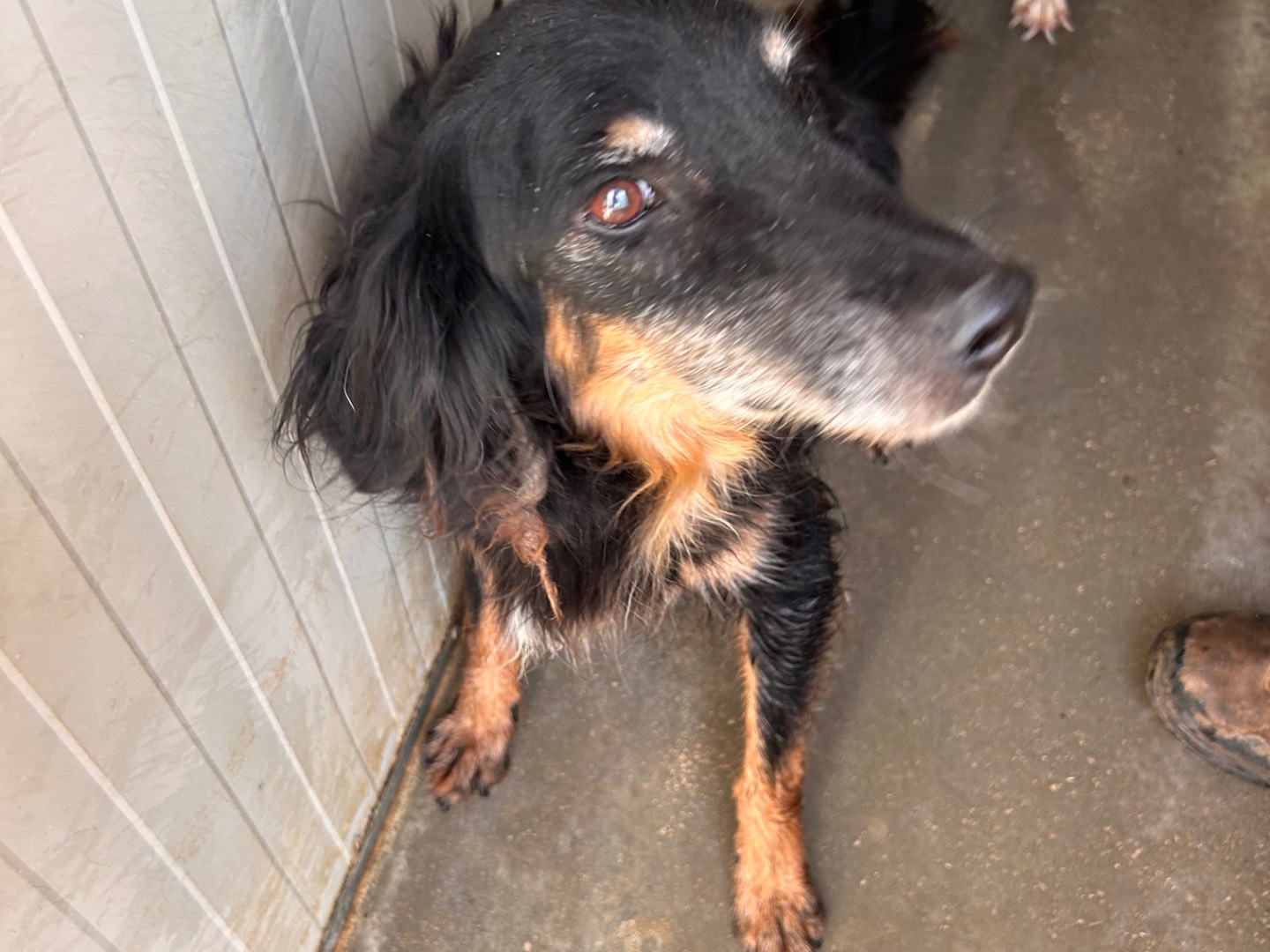 Adotta un cane, maschio, 6 anni e 5 mesi, Latina