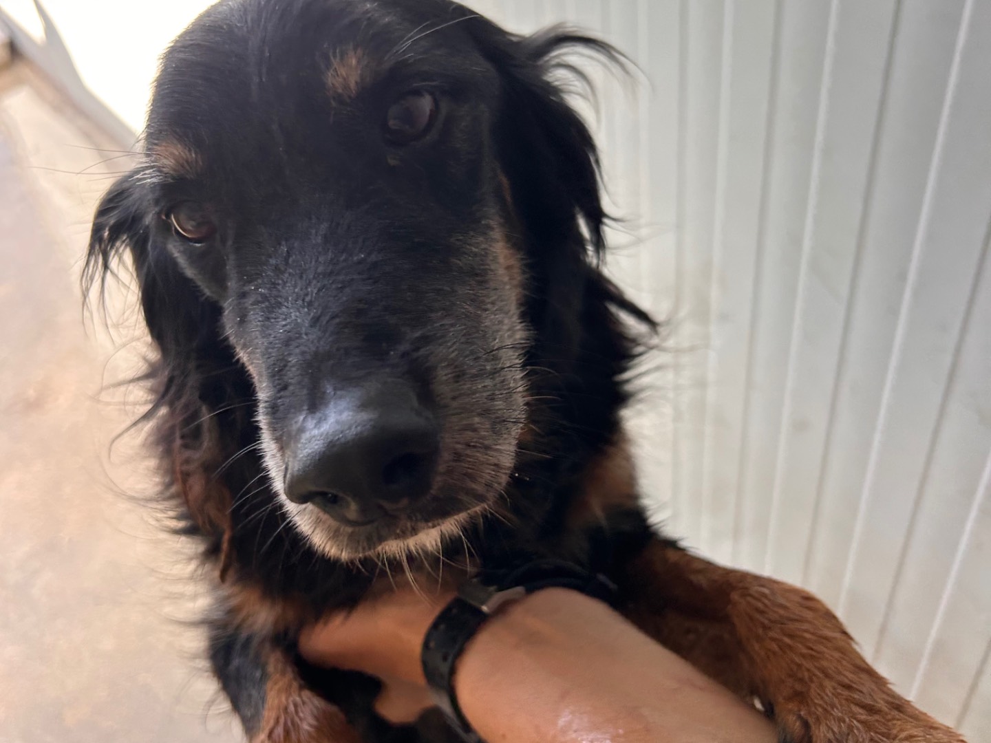 Adotta un cane, taglia media contenuta, maschio, Latina