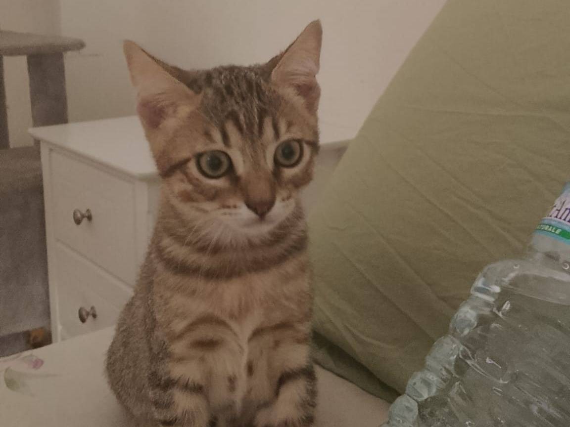 Adotta un cane, maschio, 3 mesi, Roma