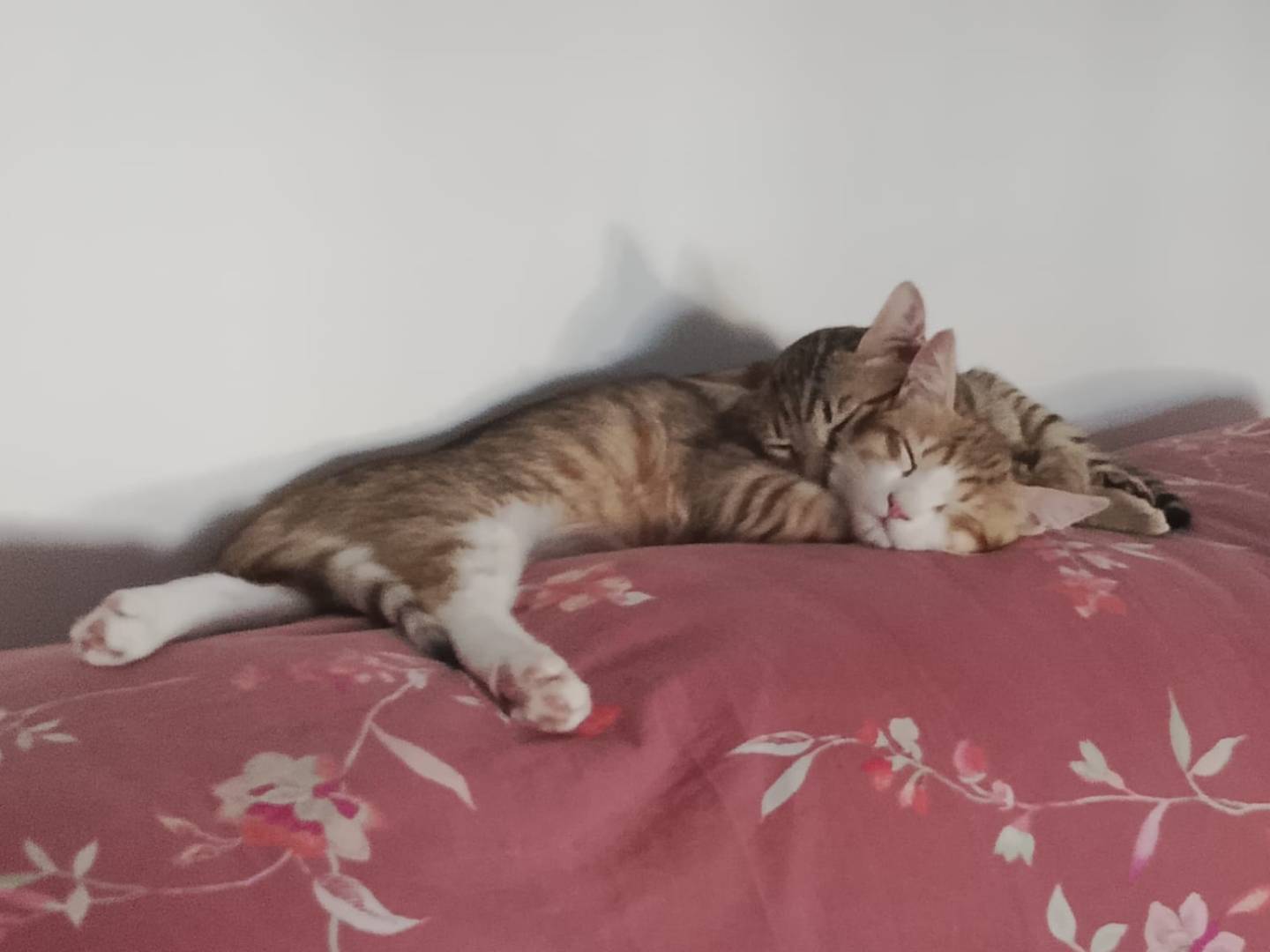 Adotta un cane, taglia non valida, maschio, Roma