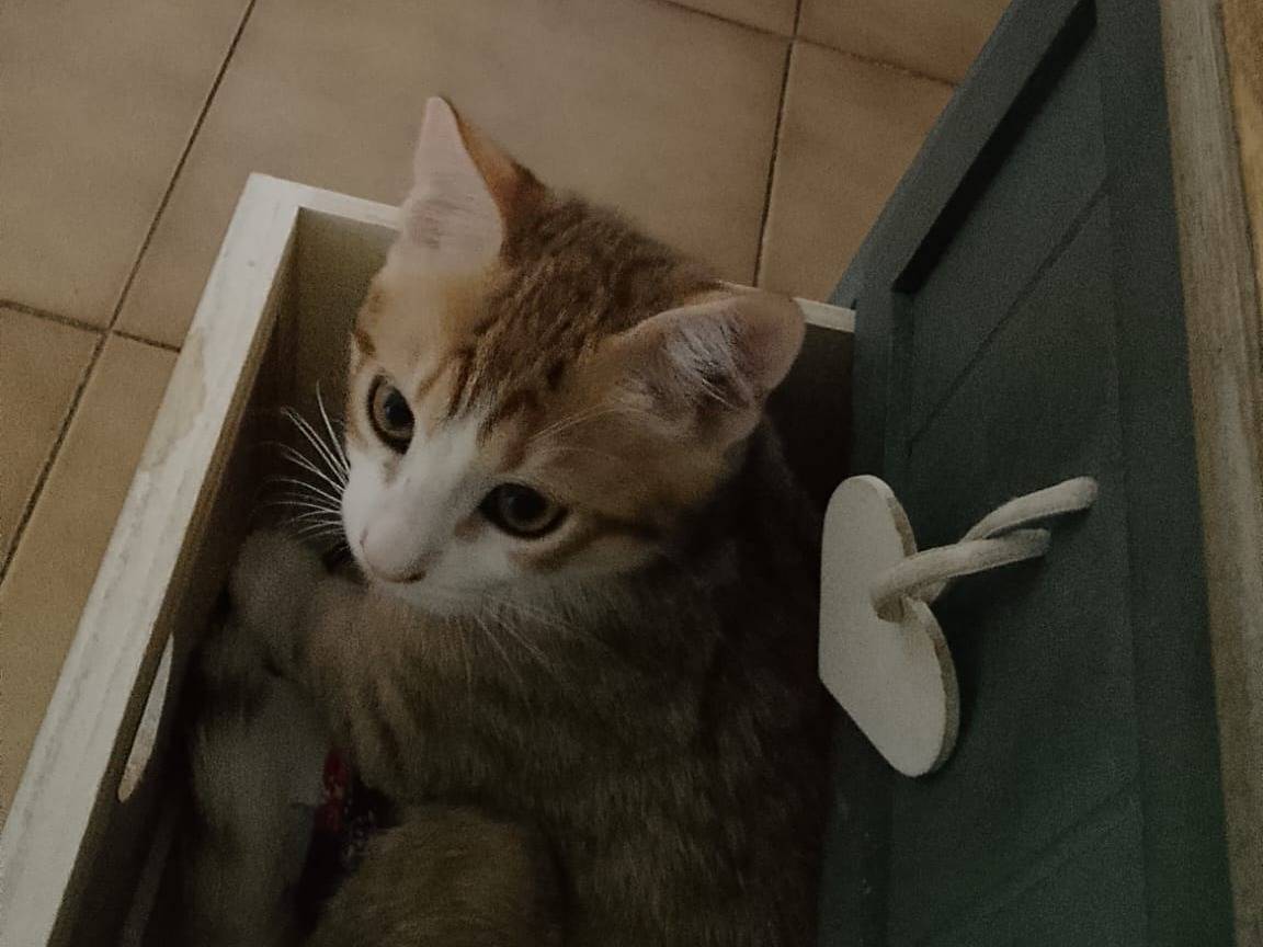 Vuoi adottare un cane a Roma?