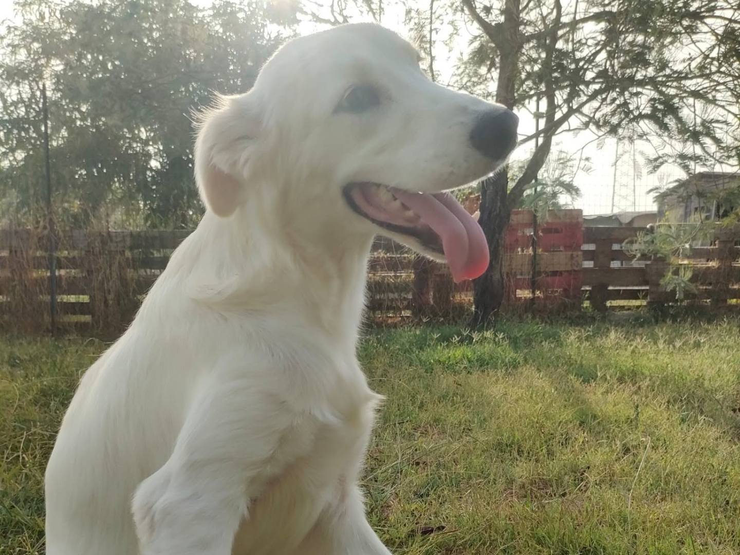 Adotta un cane, maschio, 10 mesi, Roma