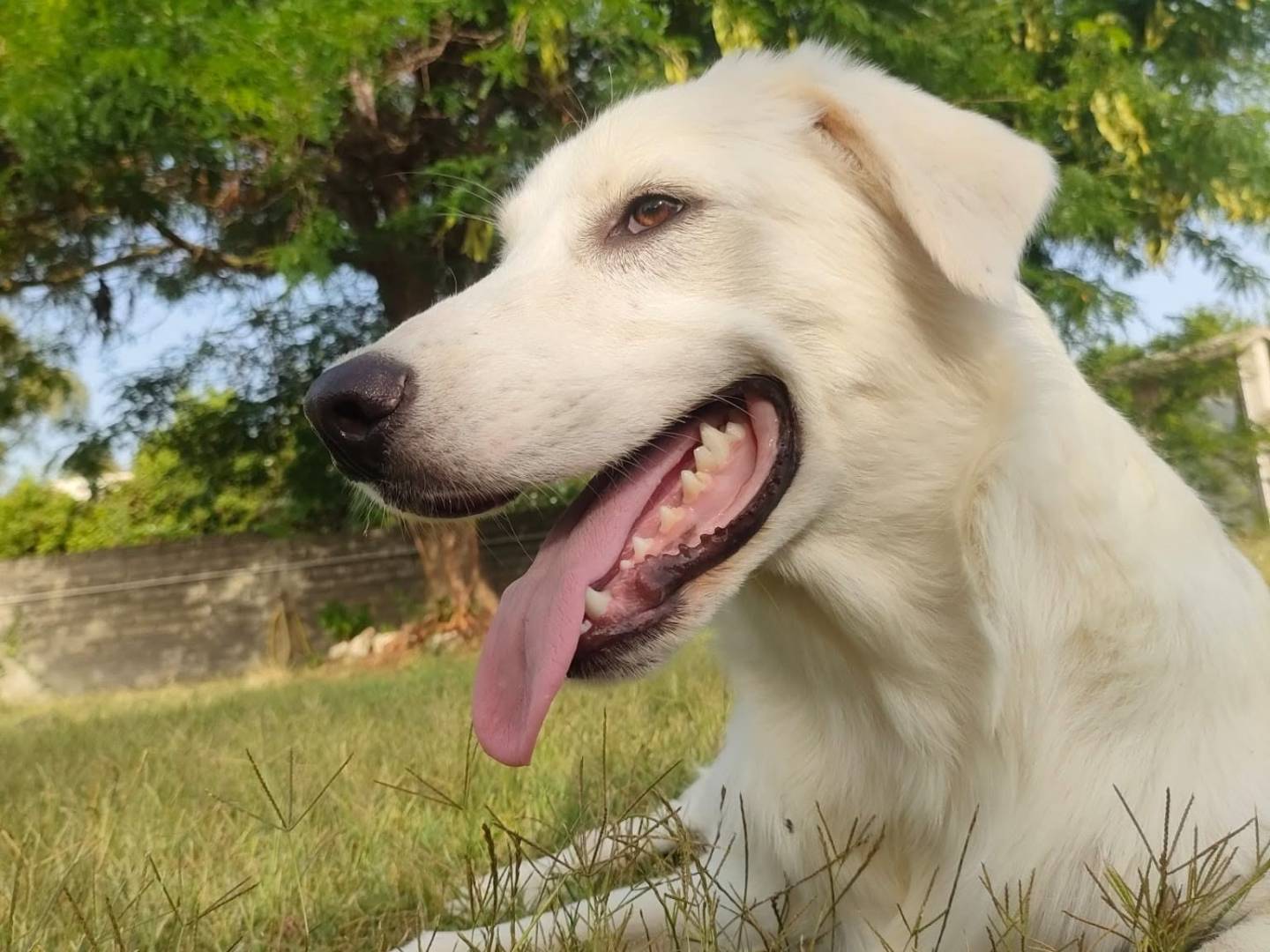 Adotta un cane, taglia media contenuta, maschio, Roma