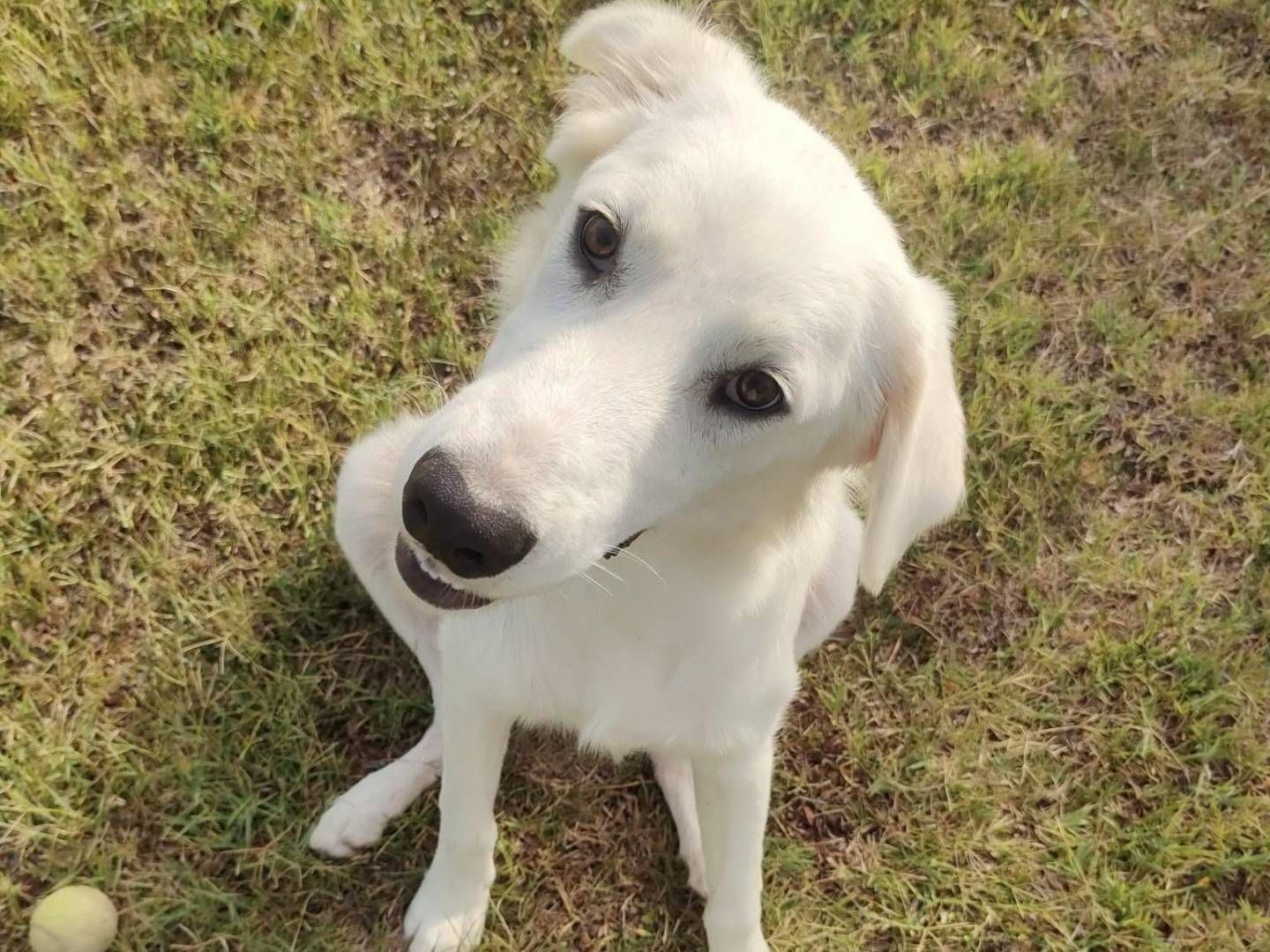 Vuoi adottare un cane a Roma?