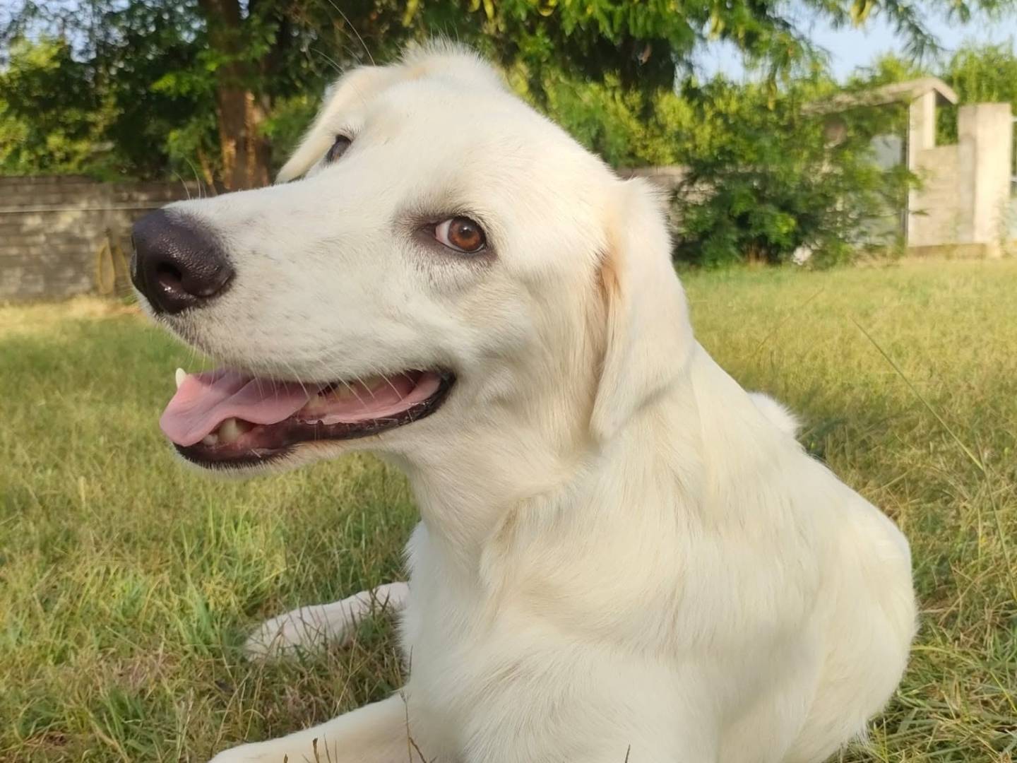 Adotta il cane BOB a Roma
