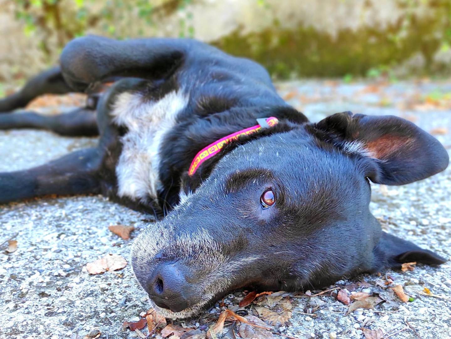 Vuoi adottare un cane a Treviso?