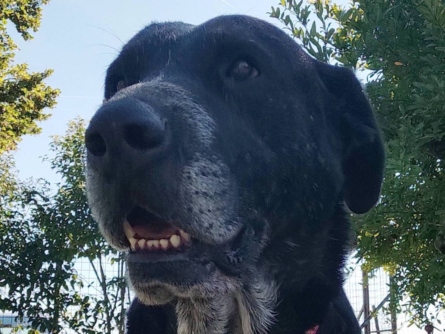 Adotta il cane Nerone a Treviso