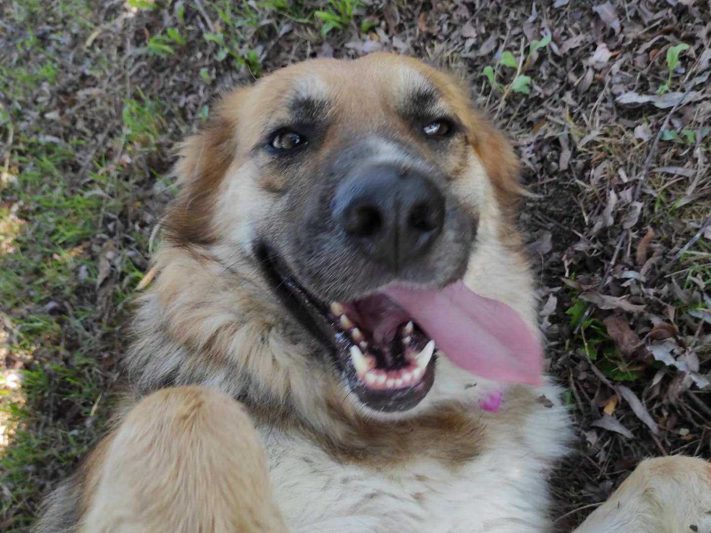 Adozione cane, femmina, Razza sconosciuta Razza sconosciuta, 2 anni e 8 mesi, taglia media, Treviso