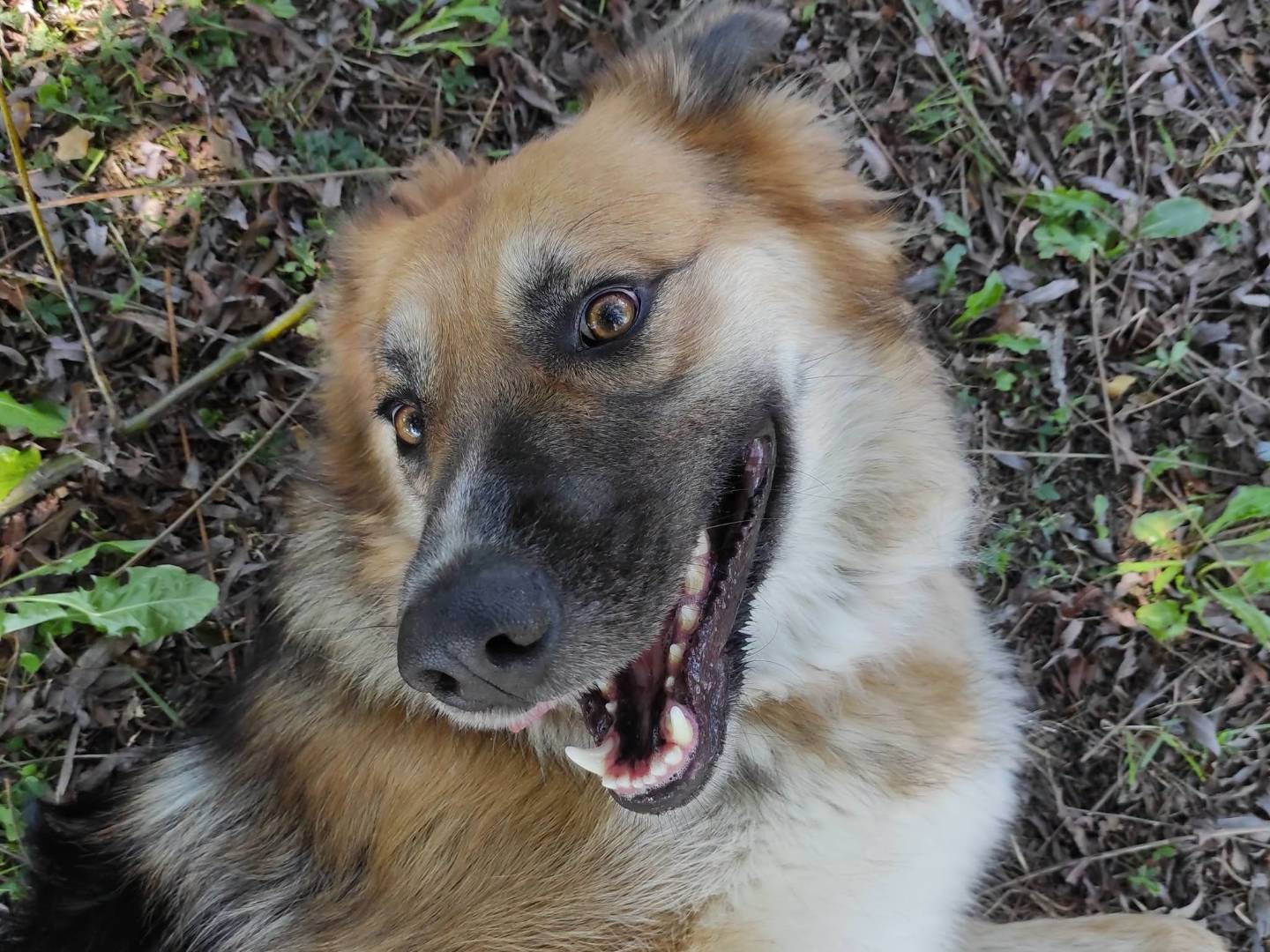Adotta un cane, femmina, 2 anni e 8 mesi, Treviso
