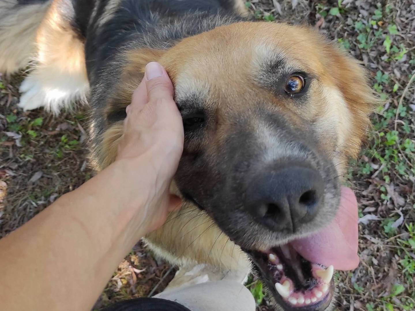Adotta un cane, taglia media, femmina, Treviso