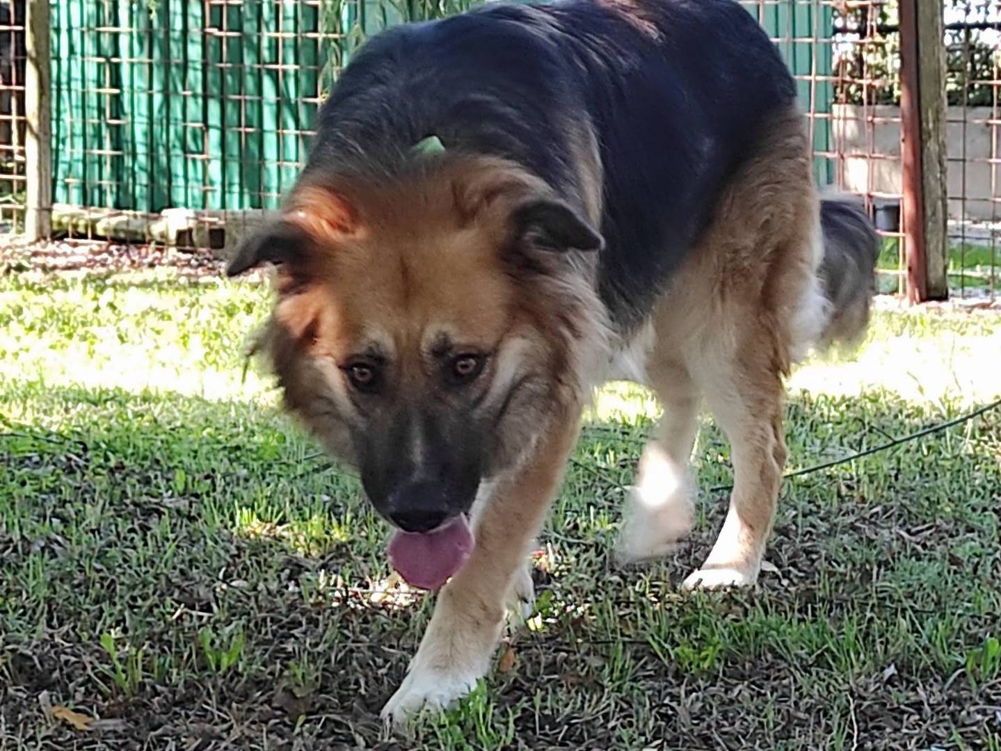 Vuoi adottare un cane a Treviso?