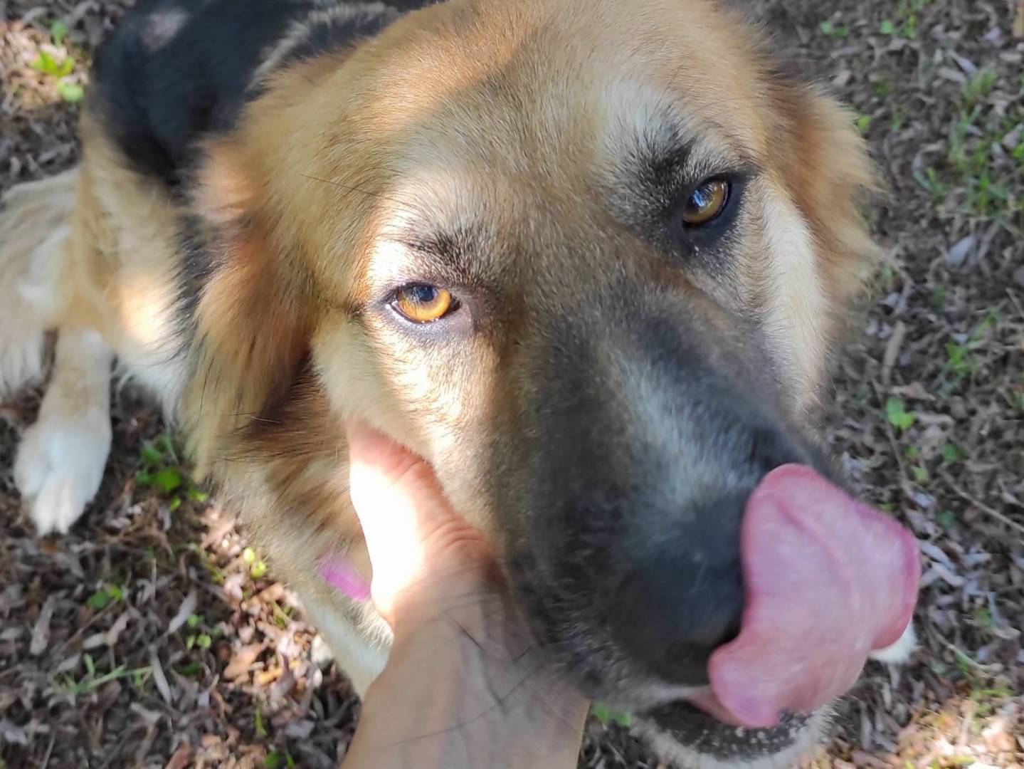 Adotta il cane Sun a Treviso