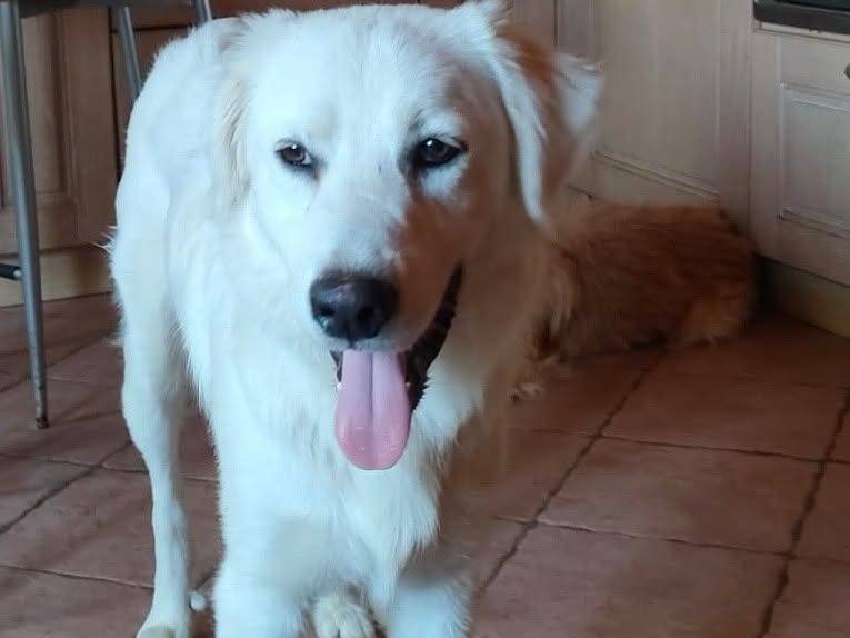 Adozione cane, maschio, Razza sconosciuta Razza sconosciuta, 10 mesi, taglia media contenuta, Latina